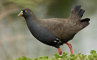 Gallinule aborigène