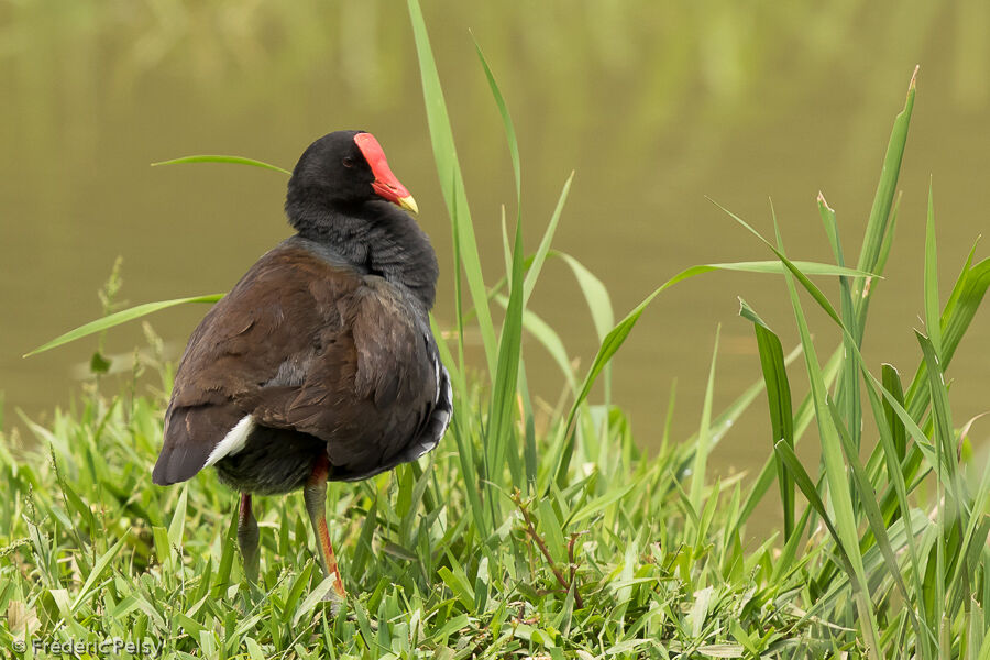 Gallinule d'Amériqueadulte, identification