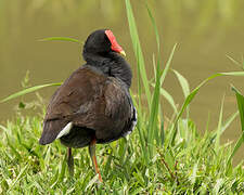 Common Gallinule