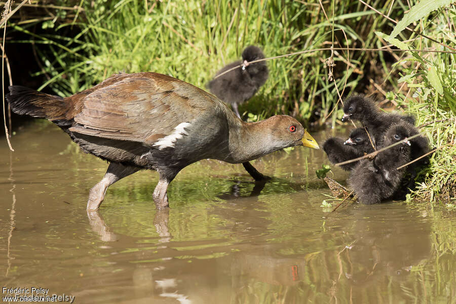 Tasmanian Nativehen, Reproduction-nesting