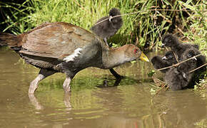 Gallinule de Tasmanie