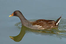 Gallinule poule-d'eau