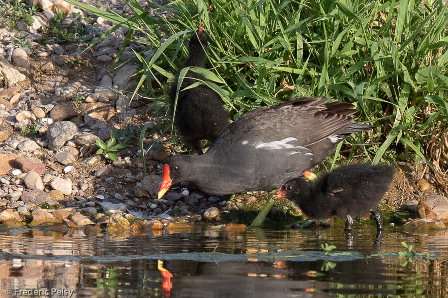 Common Moorhen