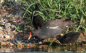 Common Moorhen