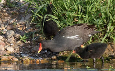 Gallinule poule-d'eau