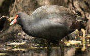 Gallinule sombre