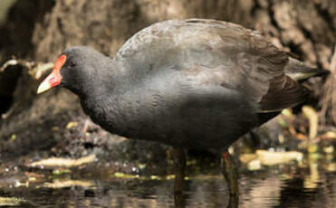 Gallinule sombre