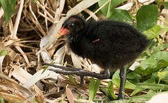 Gallinule sombre