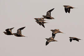 Chestnut-bellied Sandgrouse