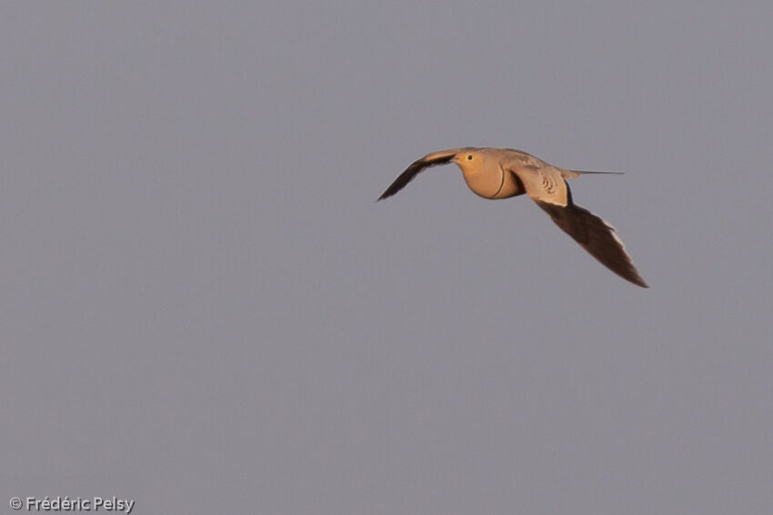 Chestnut-bellied Sandgrouse