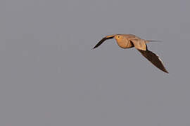 Chestnut-bellied Sandgrouse