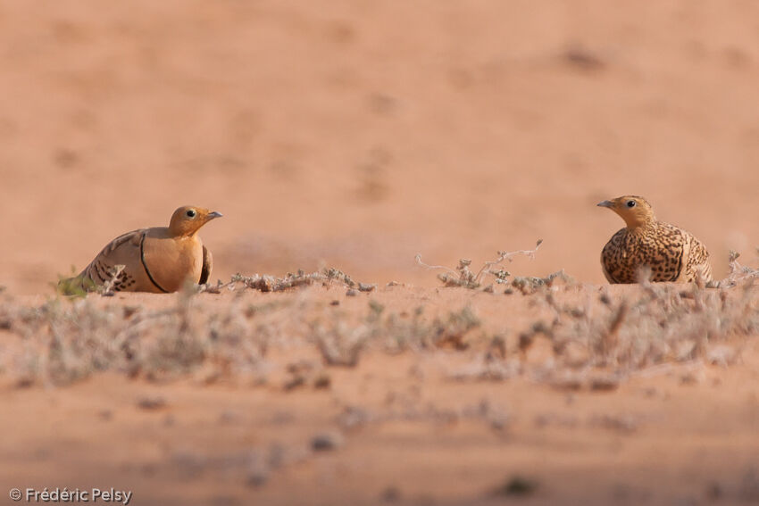 Chestnut-bellied Sandgrouseadult