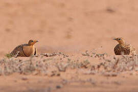 Chestnut-bellied Sandgrouse