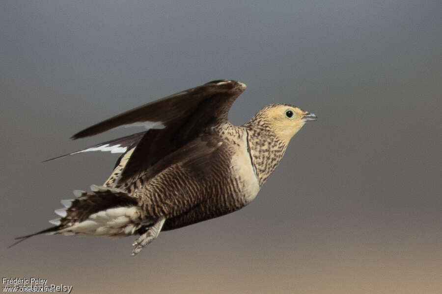 Chestnut-bellied Sandgrouse female adult, Flight