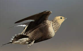 Chestnut-bellied Sandgrouse