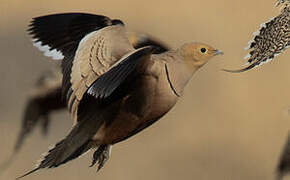 Chestnut-bellied Sandgrouse