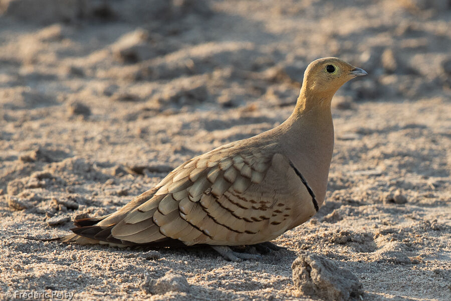 Chestnut-bellied Sandgrouse male