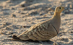 Chestnut-bellied Sandgrouse