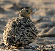 Chestnut-bellied Sandgrouse