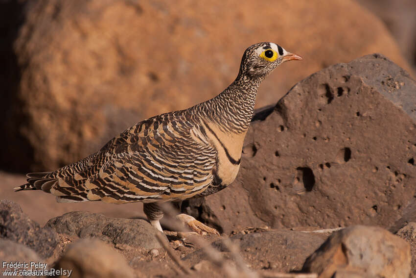 Lichtenstein's Sandgrouse male adult, identification