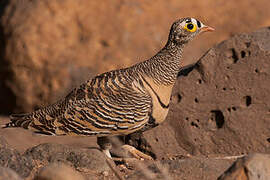 Lichtenstein's Sandgrouse