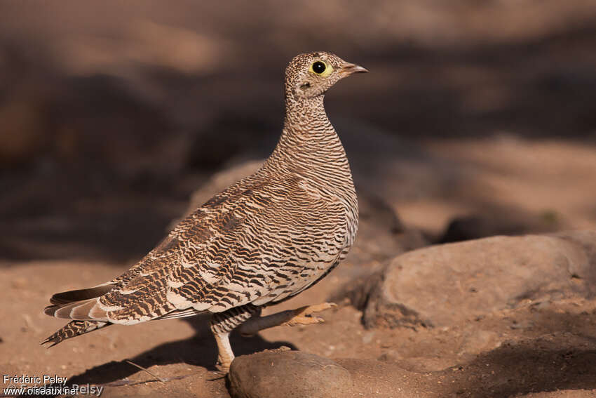 Lichtenstein's Sandgrouse female adult, identification