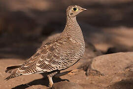 Lichtenstein's Sandgrouse