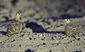 Painted Sandgrouse