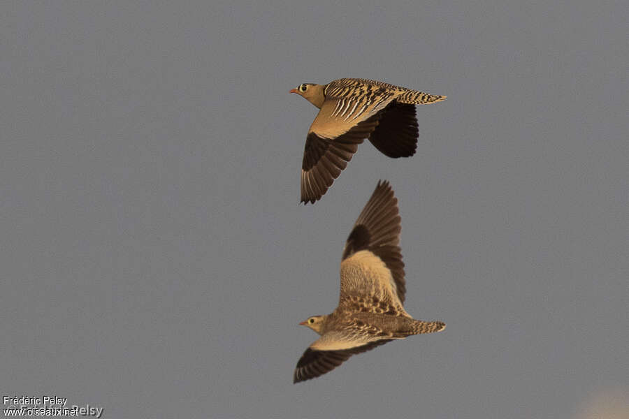 Painted Sandgrouseadult, Flight