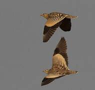 Painted Sandgrouse