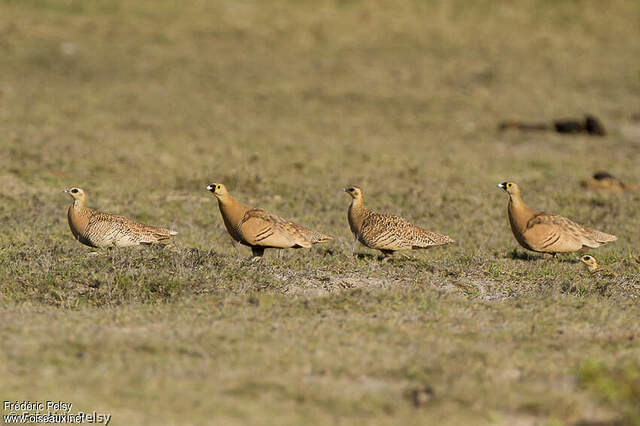Ganga masqué adulte nuptial, frpe151783