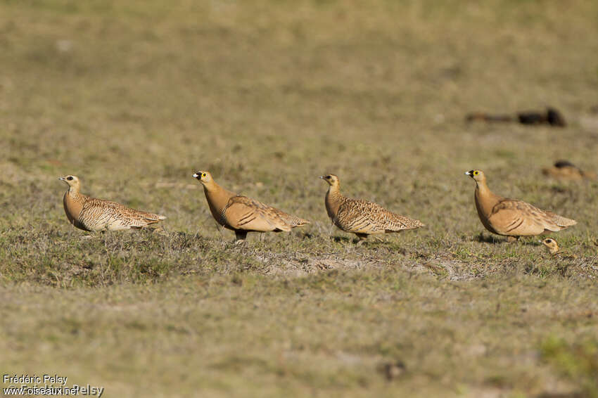 Madagascar Sandgrouseadult breeding, habitat, pigmentation, walking