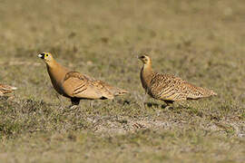 Madagascar Sandgrouse