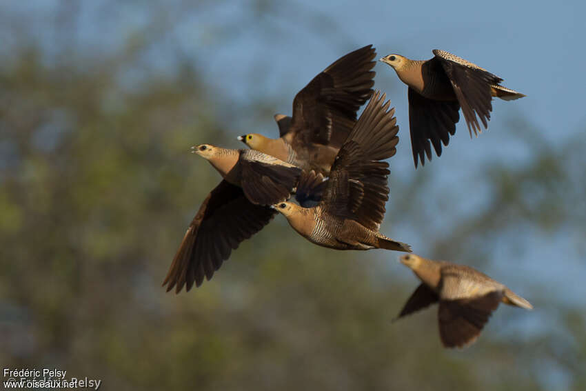 Madagascar Sandgrouseadult, Flight