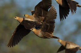 Madagascar Sandgrouse