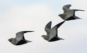 Black-bellied Sandgrouse