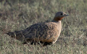 Black-bellied Sandgrouse