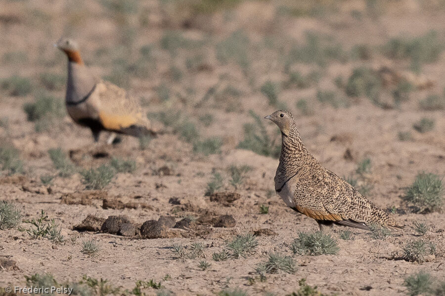 Black-bellied Sandgrouse