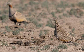 Black-bellied Sandgrouse