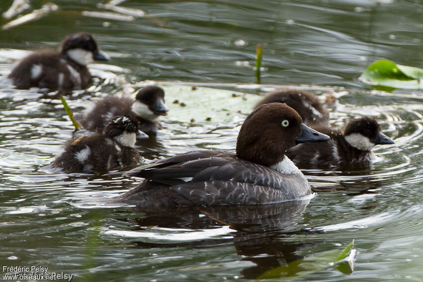 Common Goldeneye, Reproduction-nesting