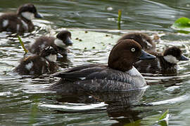 Common Goldeneye