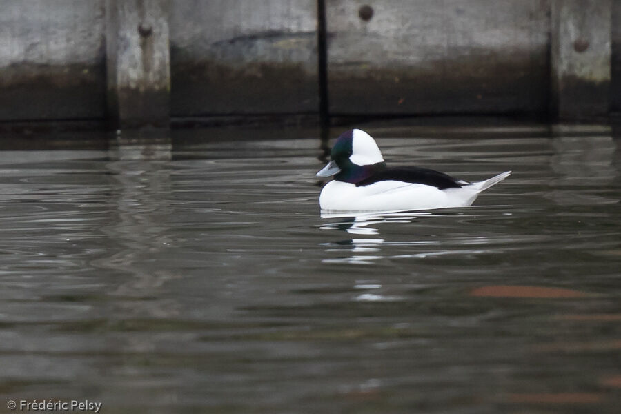 Bufflehead male adult