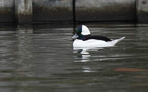 Bufflehead