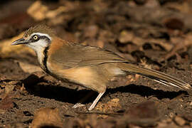 Lesser Necklaced Laughingthrush