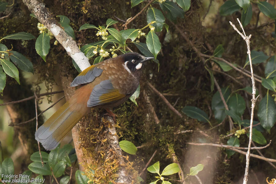 Black-faced Laughingthrushadult