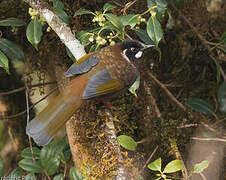 Black-faced Laughingthrush