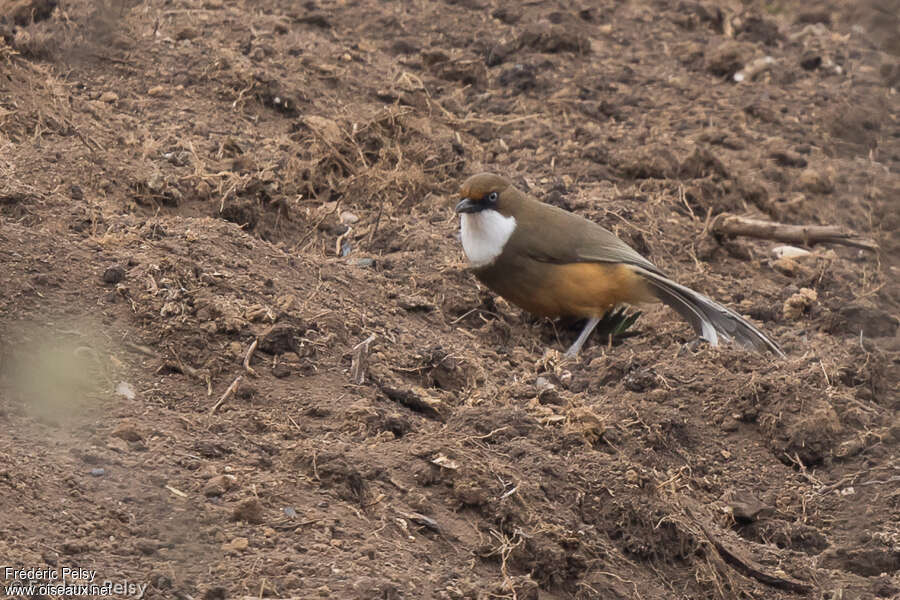 White-throated Laughingthrushadult, feeding habits