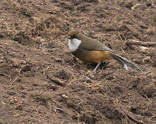 White-throated Laughingthrush