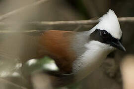 White-crested Laughingthrush