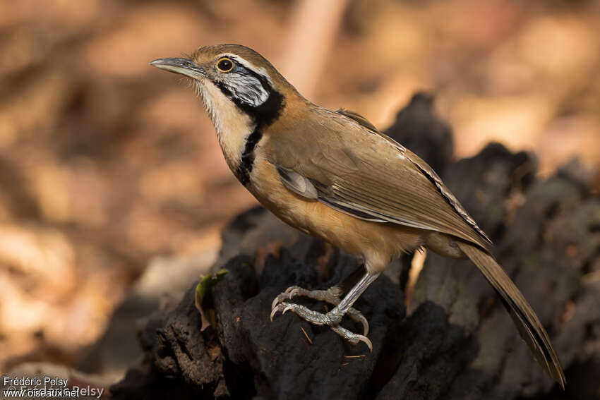 Greater Necklaced Laughingthrush, identification